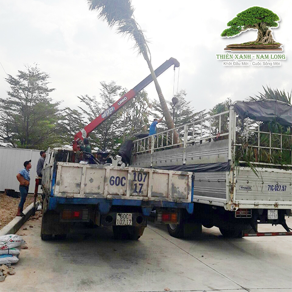 Cung cấp cây xanh